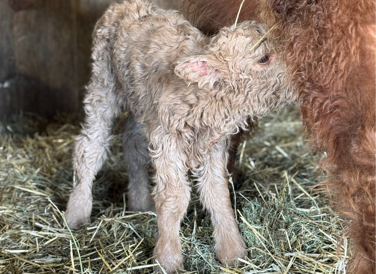 Close-up of a yellow miniature calf nursing