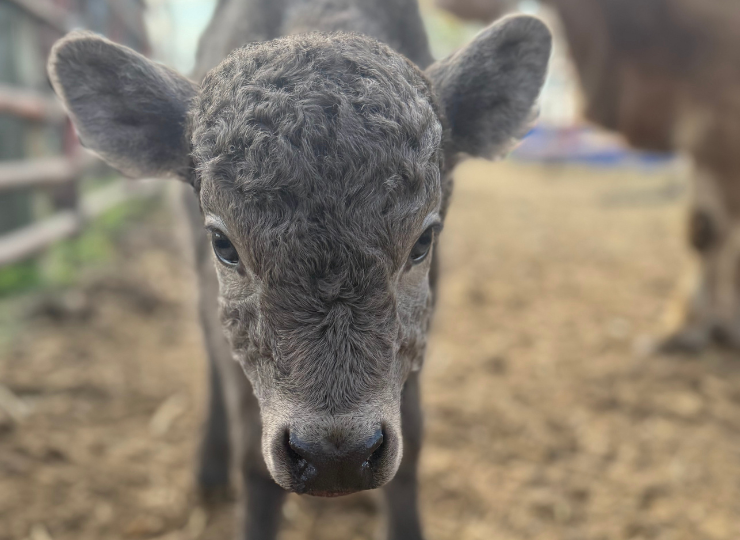 Young miniature highland cow standing looking up at camera