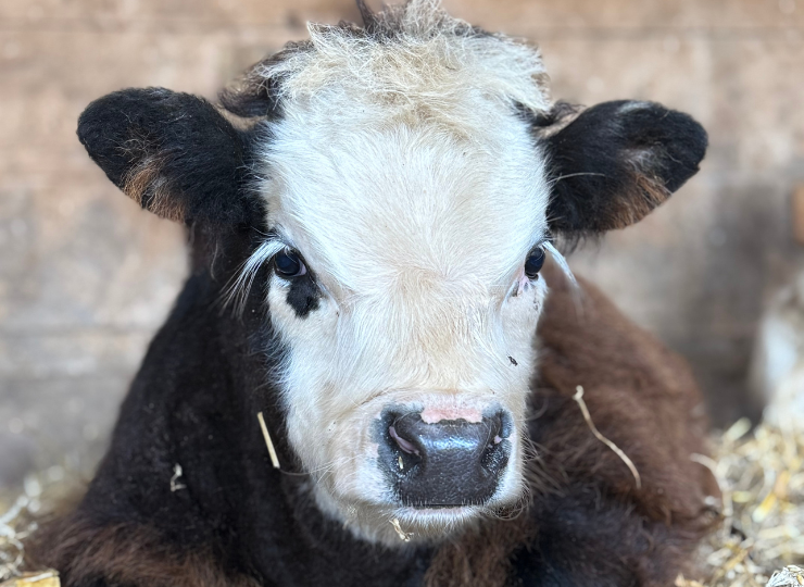 Close-up of a black-and-white miniature cow&rsquo;s face