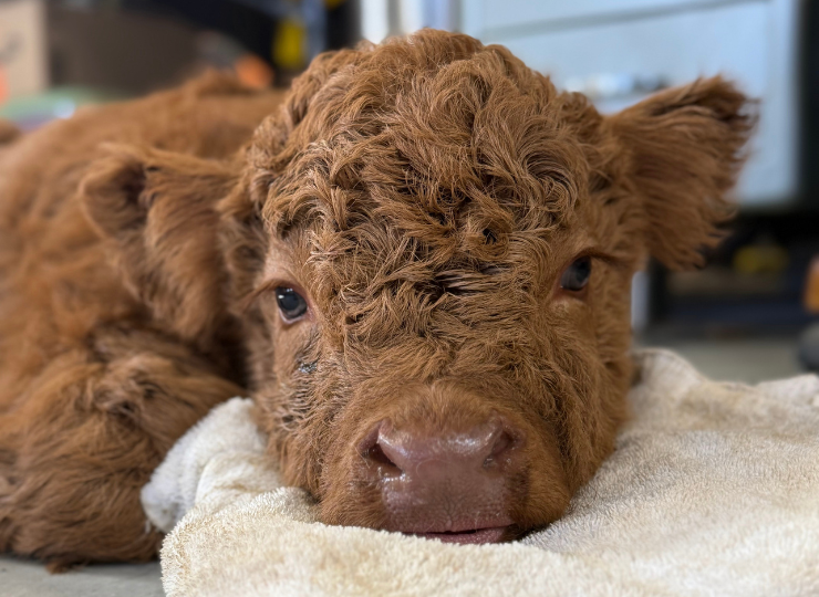 Baby calf laying inside the garage getting dried off