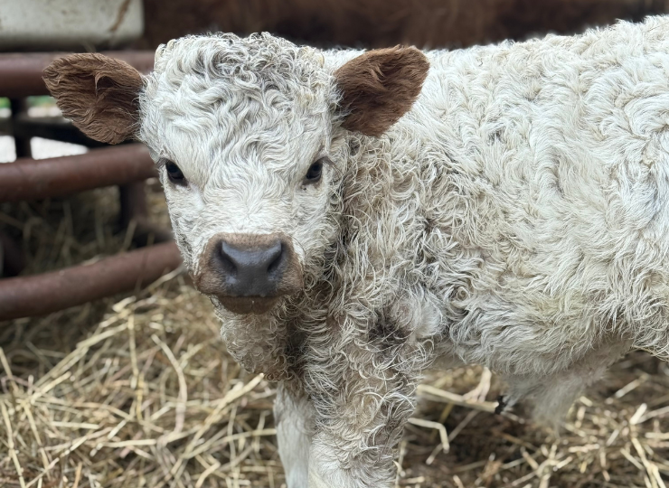 White miniature cow standing in a barn pen