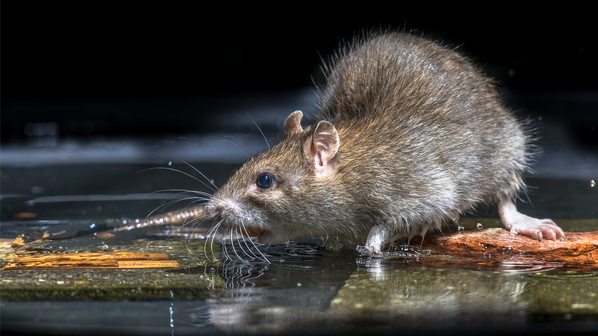 BigHeart Wildlife Removal Rats