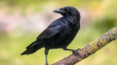 BigHeart Wildlife Removal Birds