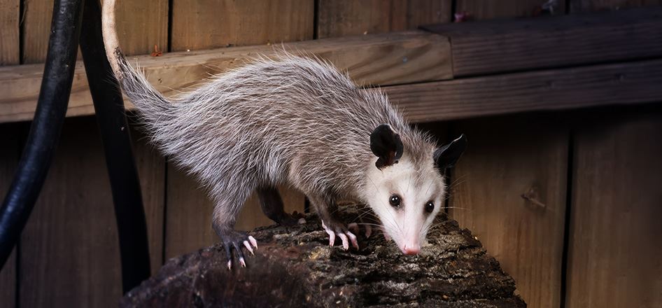 BigHeart Wildlife Removal Opossums