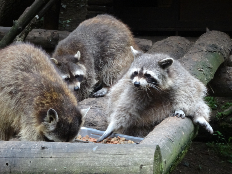 BigHeart Wildlife Removal Get Rid of Racoons