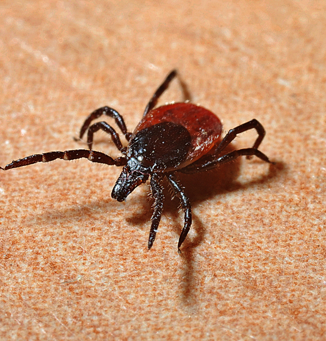 tick found on an animal