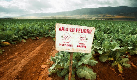 Center for Food Safety