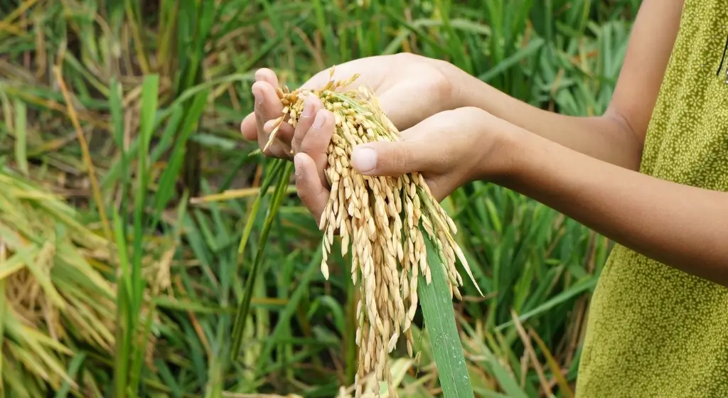 dataset banner image