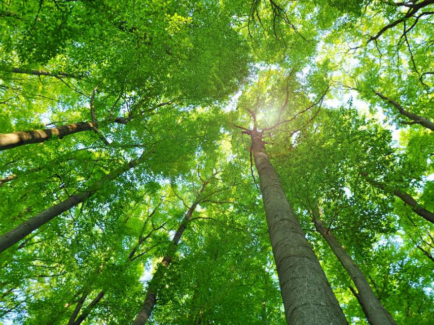 dataset banner image