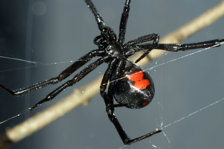 black widow exterminator