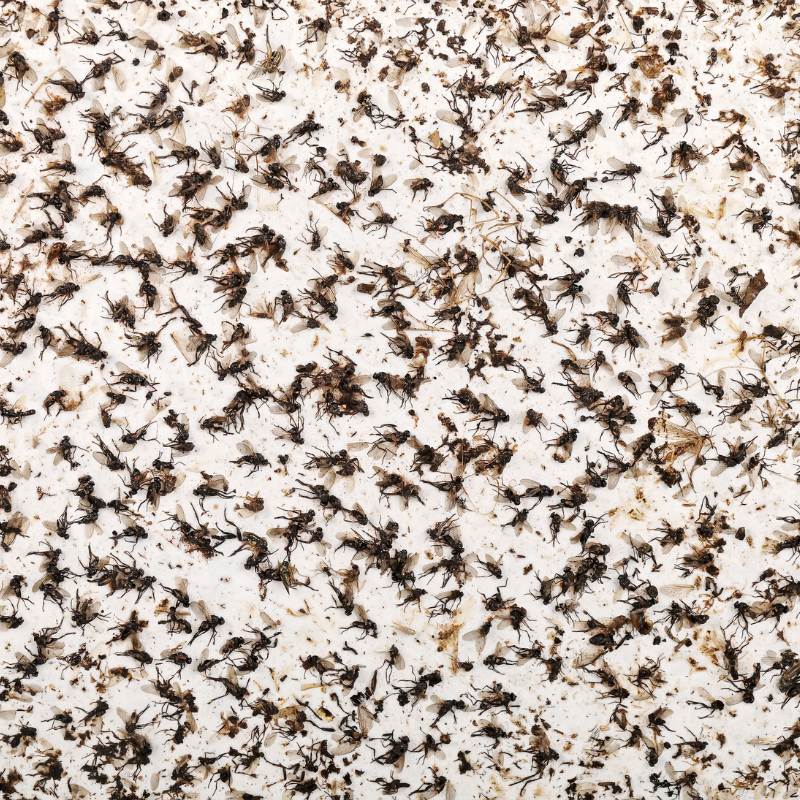 fly pest control evidence