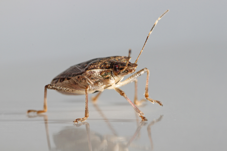 stink bug problem in city home