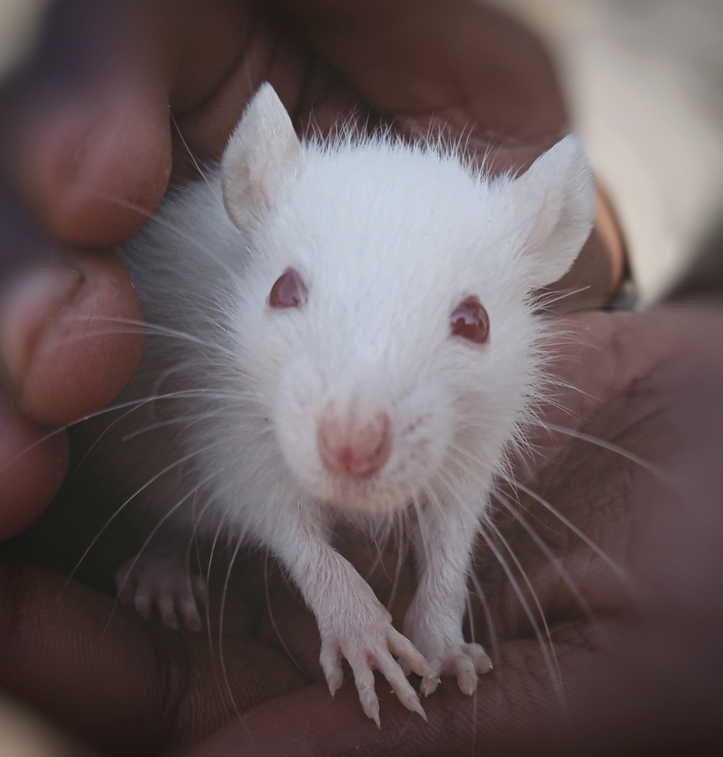 mouse pest control Baltimore