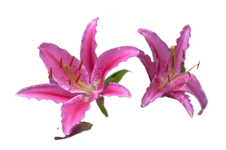 Fragment from Stargazer Lily (Pink)
