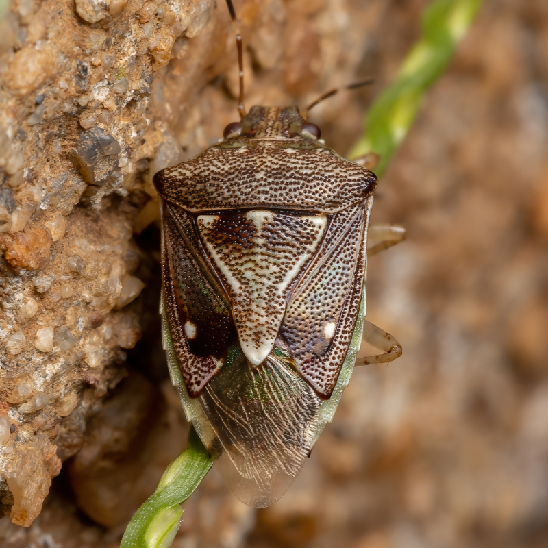stink bug extermination job in Canton