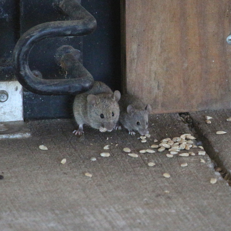 evidence of mice in Locust Point home