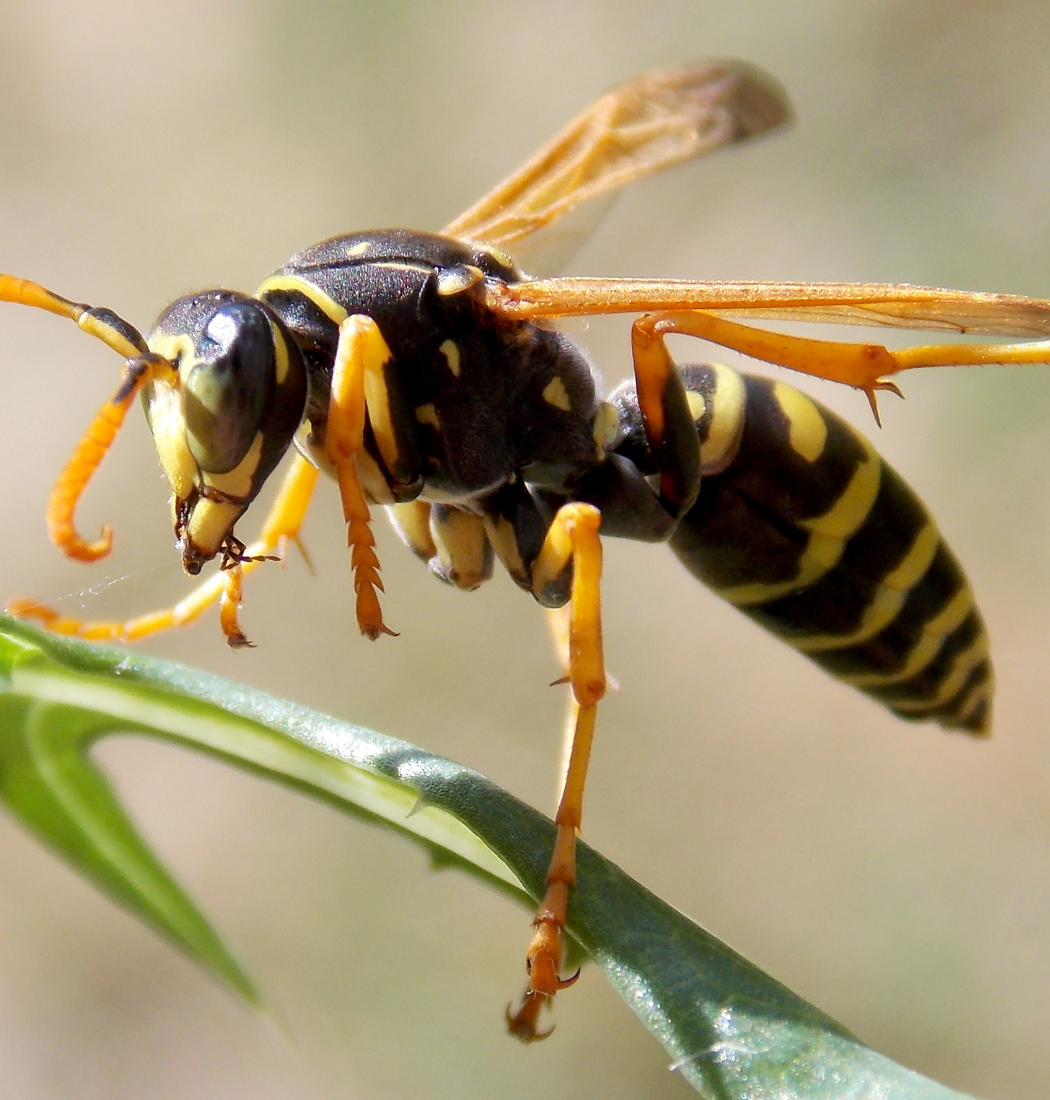 big wasp from downtown Baltimore city
