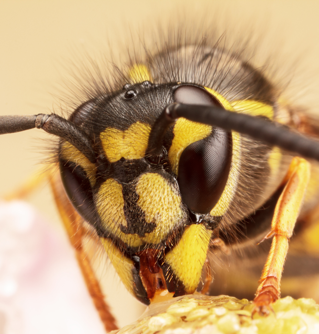 yellow jacket removal in baltimore city
