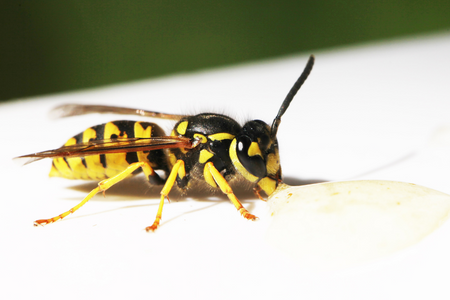 yellow wasp from pest control job