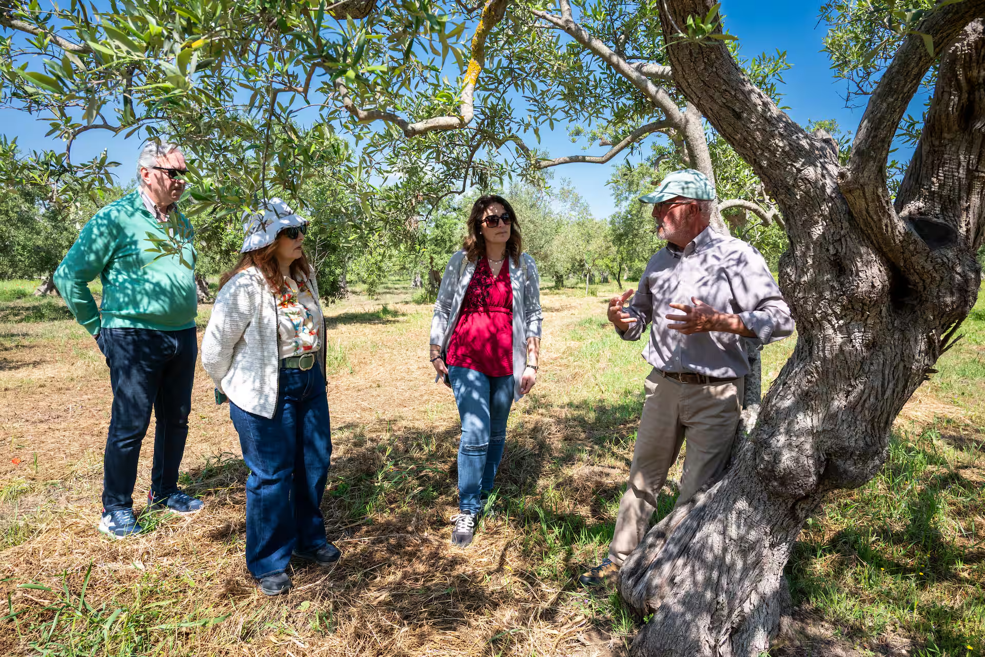 Slow Food – Los templos del aceite – Olivos Patriarcas con Francesco Linzalone - Image 3