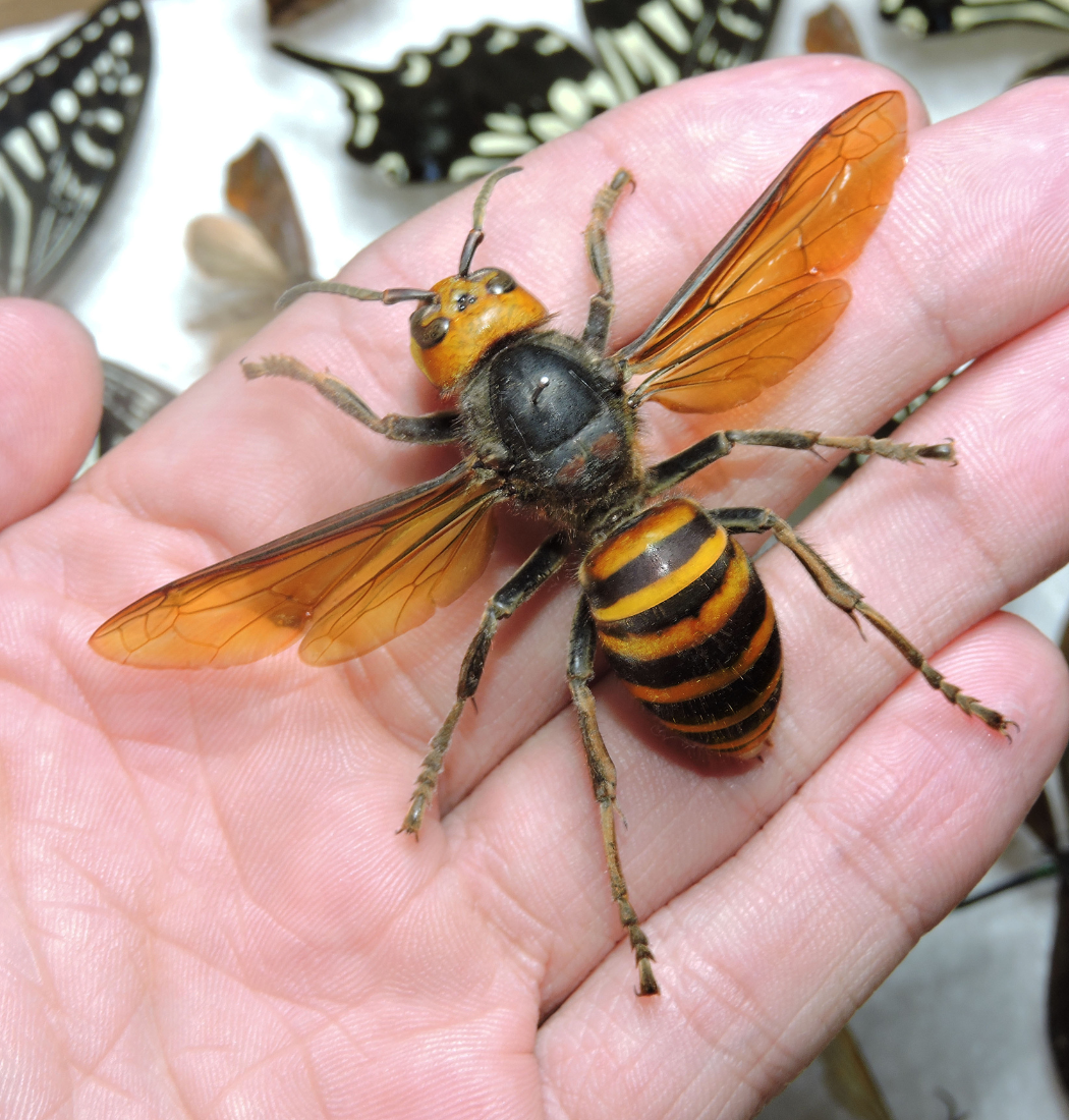 Giant hornet from extermination job