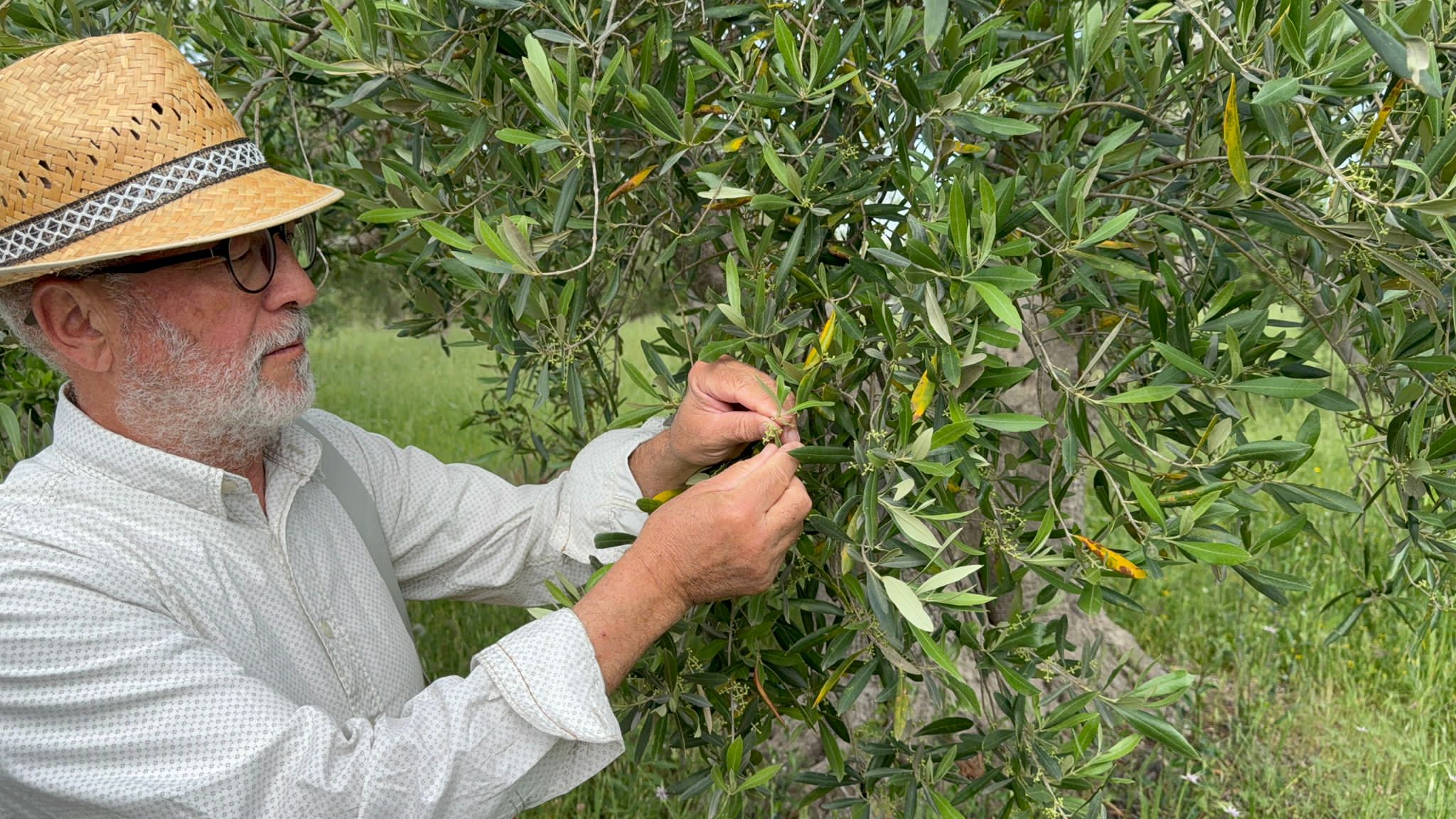 Slow Food – Los templos del aceite – Olivos Patriarcas con Francesco Linzalone - Image 14