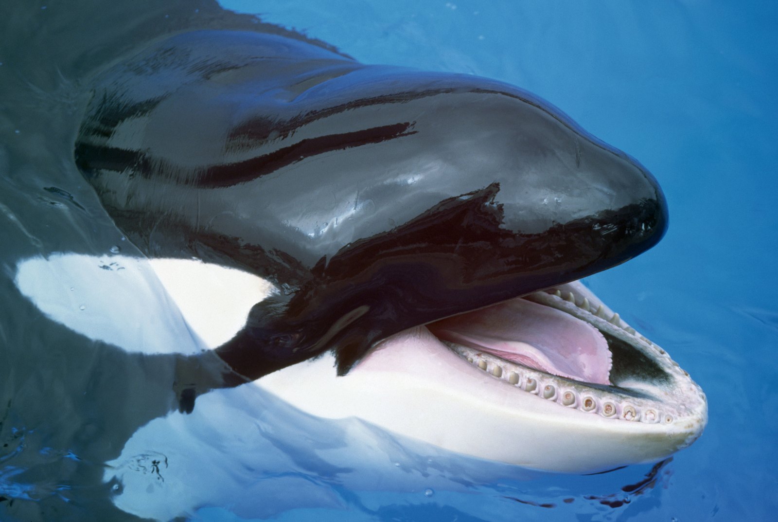 Killer Whales Are Almost Free!
