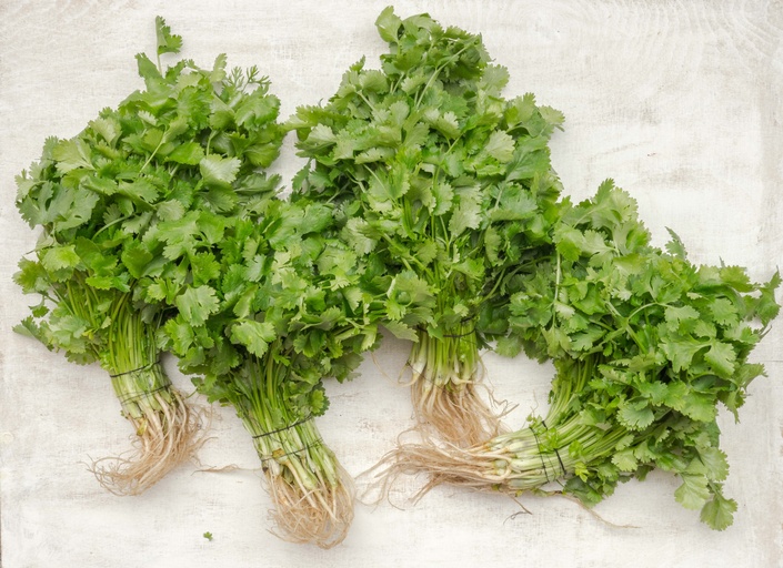 Image of Cilantro