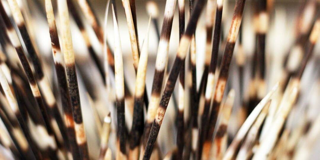 bundle of porcupine quills