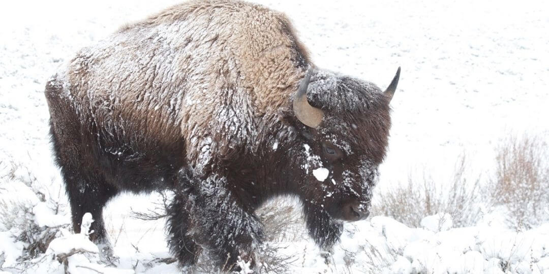 endothermic bison walking through a snowy field