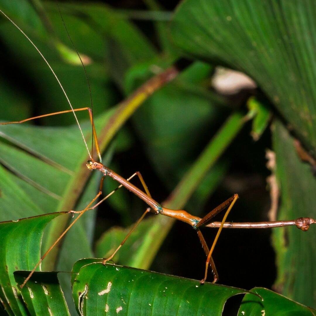 stick bug mimicking stick