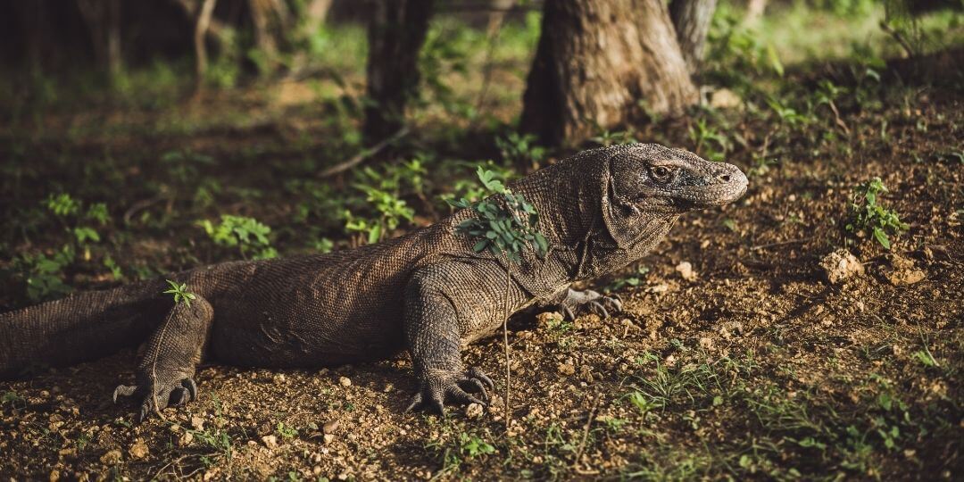 komodo dragon walking through a dense forest