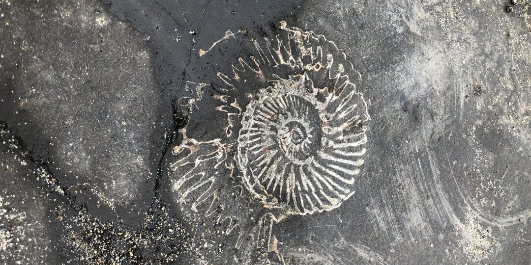 fossil of a shell on a large rock