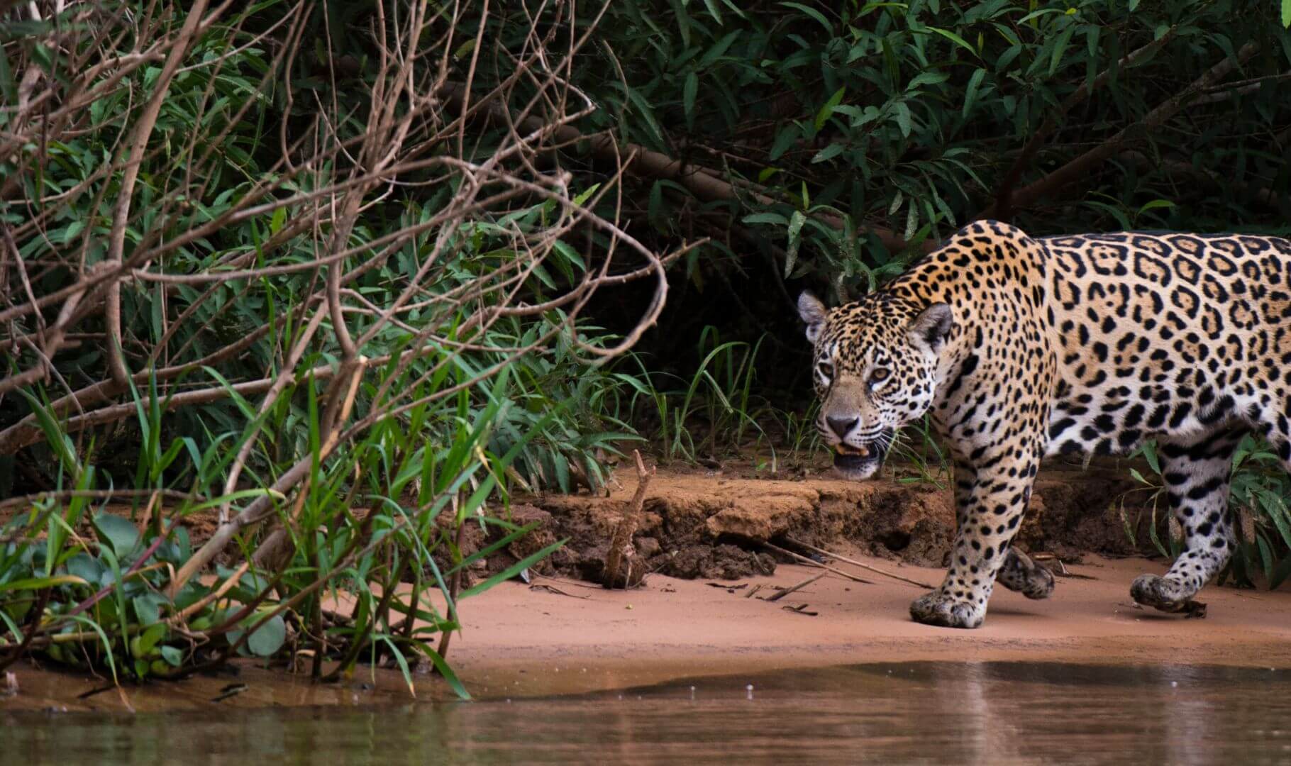 jaguar preparing to ambush prey in forest