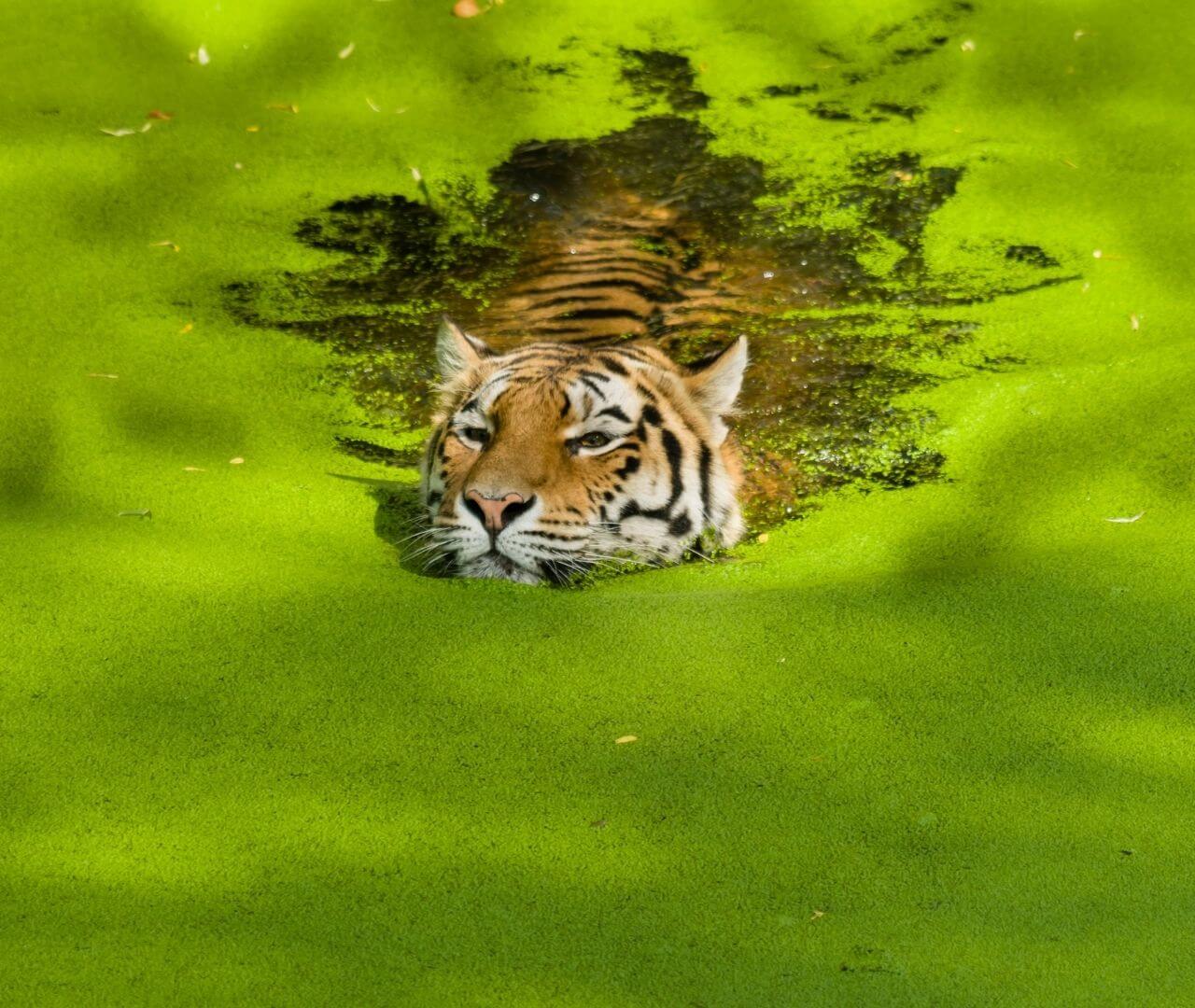 solitary tiger swimming in duckweed