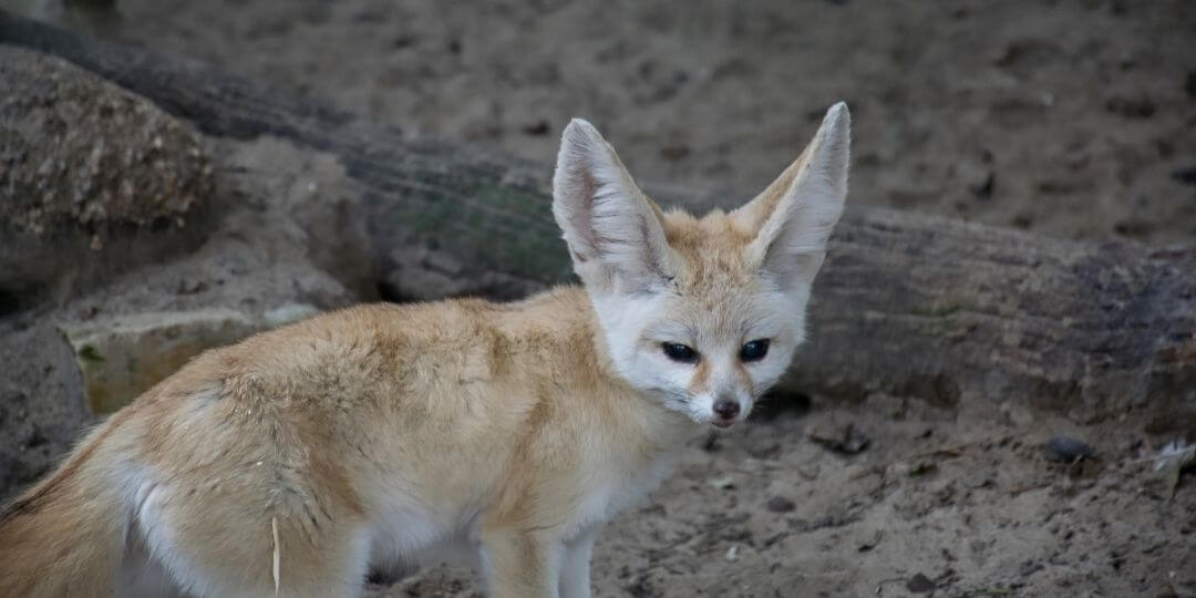 fennec fox with giant ears walking along