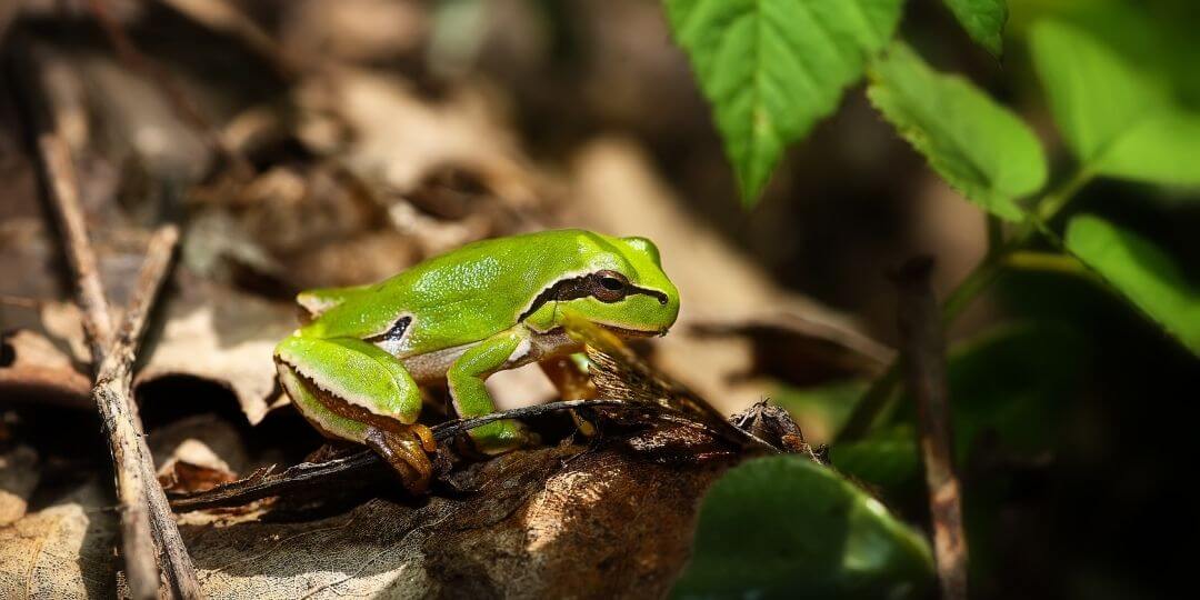 small green frog sitting in a pile of brown leaves