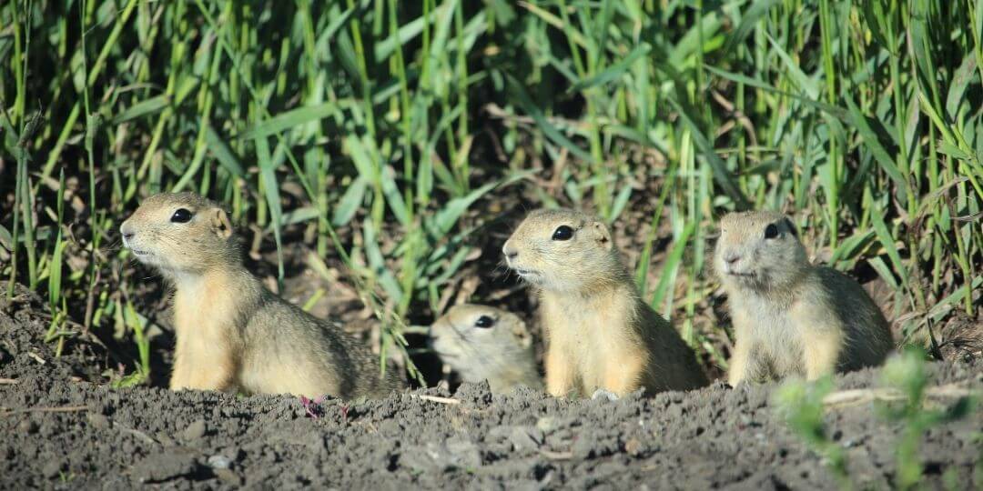 prairie dogs emerging from their burrow