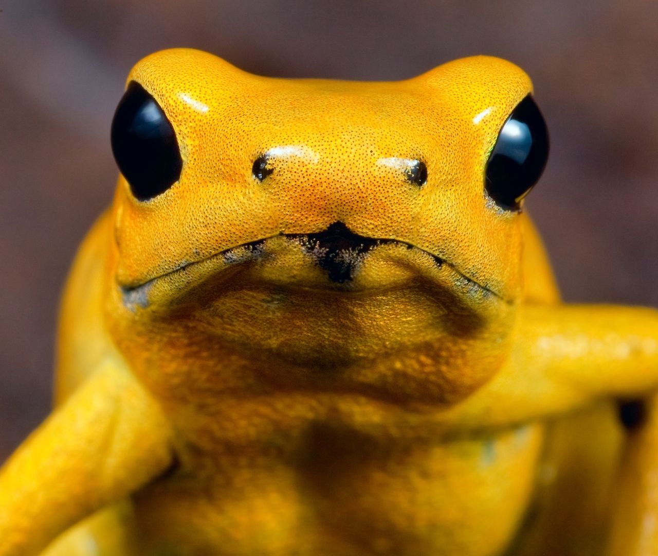 golden poison dart frog secreting harmful toxins
