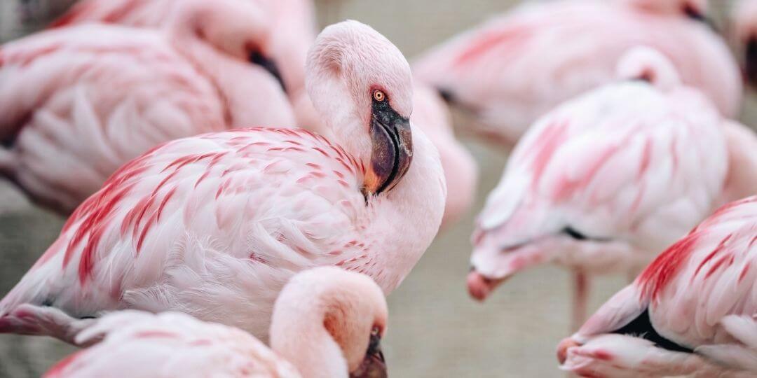a flock of flamingos resting