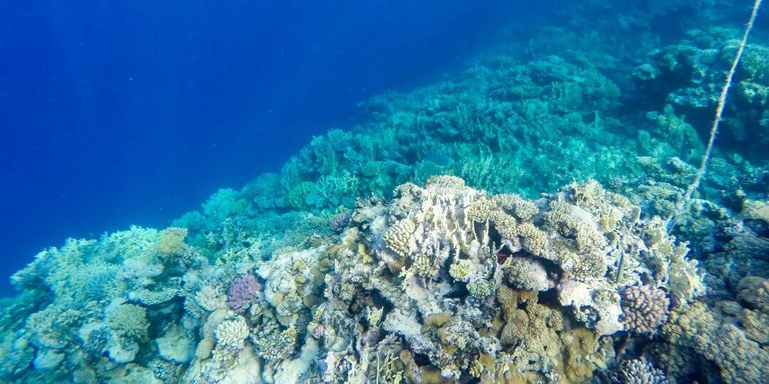coral reef ecosystem with a deep blue background
