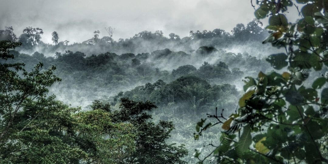dense rainforest with a thick layer of humidity floating above the forest canopy