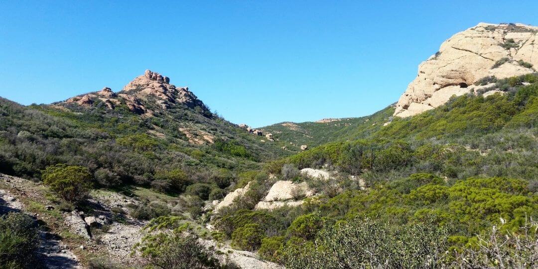 hillside covered in tall grasses and small shrubs