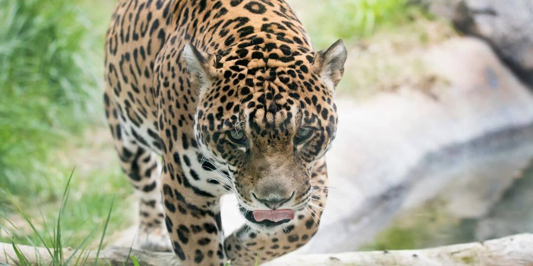 jaguar stalking towards the camera