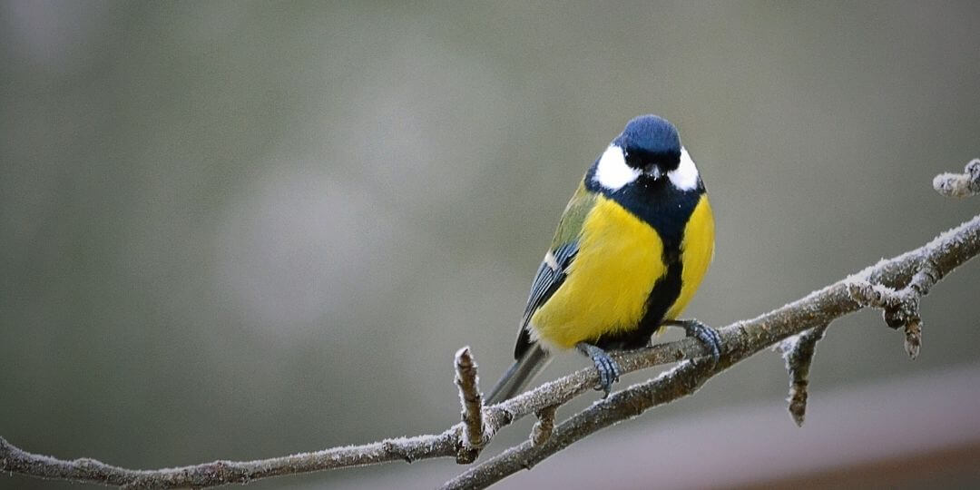 small yellow, white, and blue bird perched on a thin branch