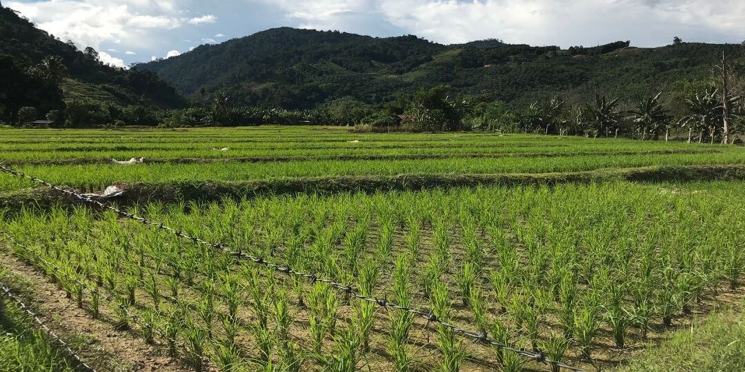 elevated view of cropland up against a forest