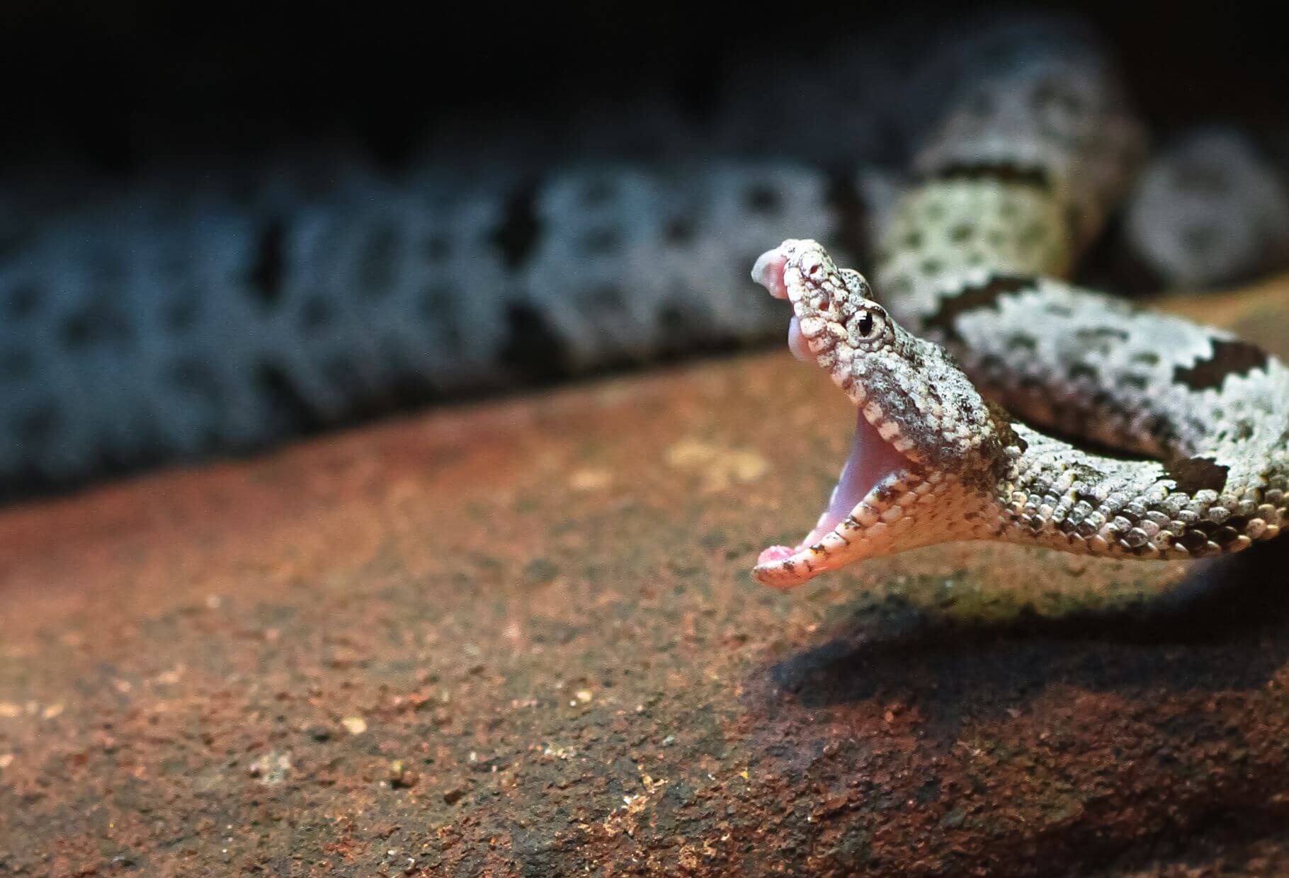 Rattlesnake showing venomous fangs