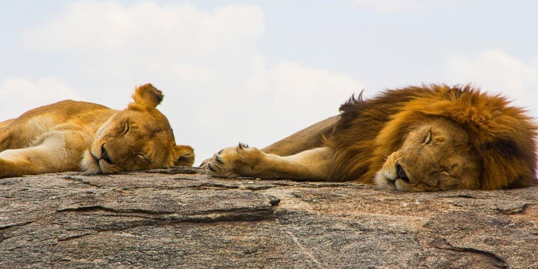 male and female lions sleeping on a rock in Africa
