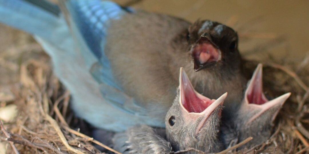 two chicks in nest being incubated by parent