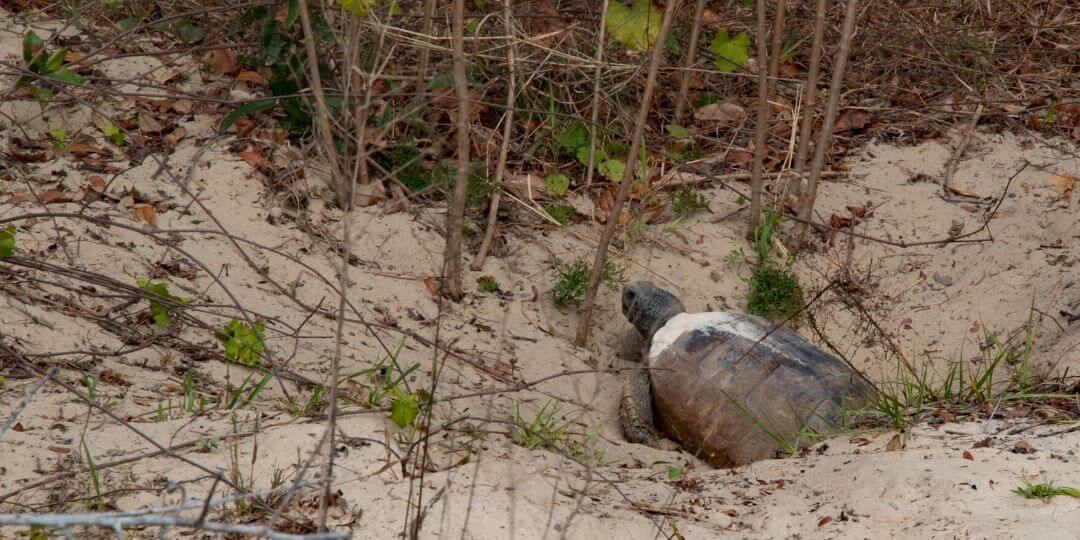 tortoise crawling out of sandy burrow